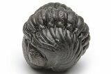 Wide, Perfectly Enrolled Austerops Trilobite - Morocco #224331-1